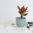 PLANTS- SET-01 219 DSCF5027