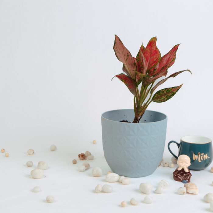 PLANTS- SET-01 219 DSCF5027 PLANTS- SET-01 219 DSCF5027