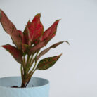 PLANTS- SET-01 220 DSCF5030