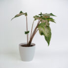 PLANTS- SET-01 228 DSCF5050