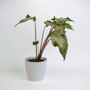 Caledium - Thai pink