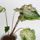 PLANTS- SET-01 229 DSCF5054