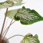 PLANTS- SET-01 230 DSCF5057