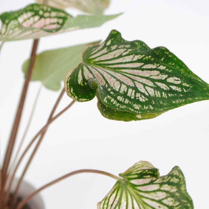 PLANTS- SET-01 230 DSCF5057