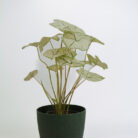 PLANTS- SET-01 231 DSCF5059