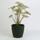 PLANTS- SET-01 232 DSCF5061