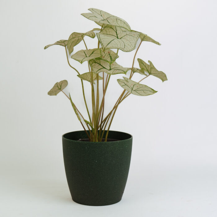 PLANTS- SET-01 232 DSCF5061 PLANTS- SET-01 232 DSCF5061