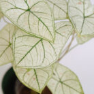 PLANTS- SET-01 233 DSCF5065