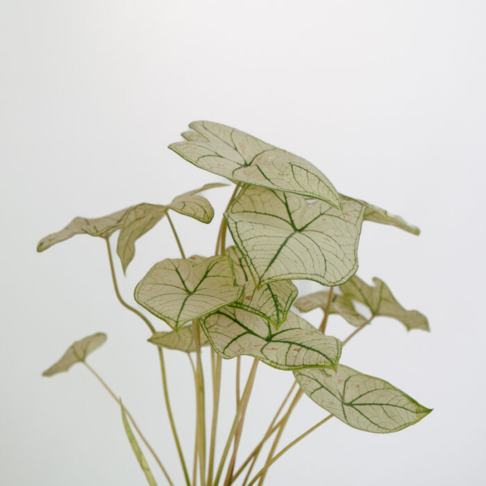 PLANTS- SET-01 234 DSCF5067 PLANTS- SET-01 234 DSCF5067