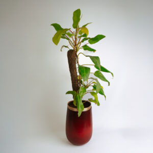 philodendron - ceylon