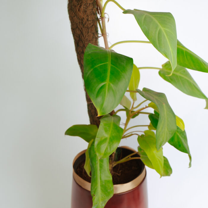 PLANTS- SET-01 240 DSCF5086 PLANTS- SET-01 240 DSCF5086