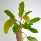 PLANTS- SET-01 241 DSCF5089