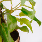 PLANTS- SET-01 242 DSCF5095