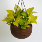 PLANTS- SET-01 245 DSCF5109