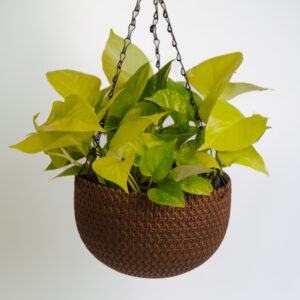 Money plant - Golden