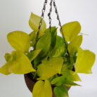 PLANTS- SET-01 246 DSCF5112