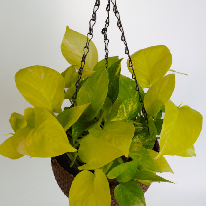 PLANTS- SET-01 246 DSCF5112 PLANTS- SET-01 246 DSCF5112