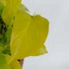 PLANTS- SET-01 247 DSCF5115