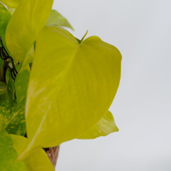 PLANTS- SET-01 247 DSCF5115 PLANTS- SET-01 247 DSCF5115