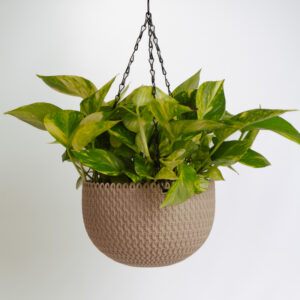 Money plant - variegated