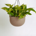 PLANTS- SET-01 255 DSCF5131