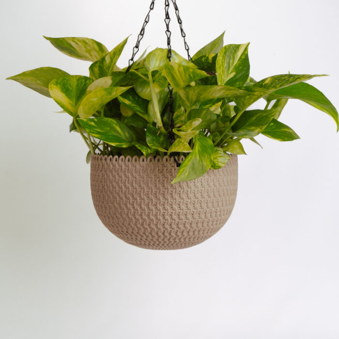 PLANTS- SET-01 255 DSCF5131 PLANTS- SET-01 255 DSCF5131