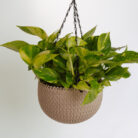 PLANTS- SET-01 256 DSCF5134