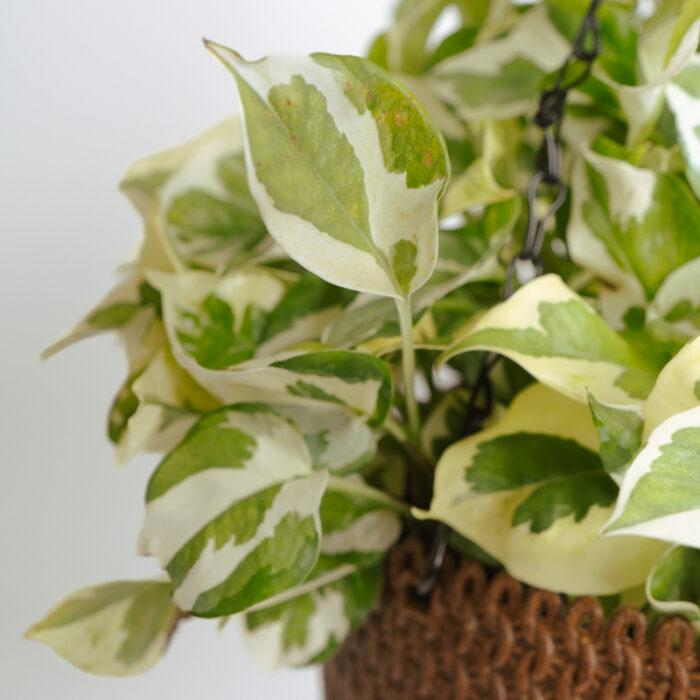 PLANTS- SET-01 264 DSCF5156