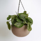 PLANTS- SET-01 265 DSCF5162