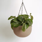 PLANTS- SET-01 266 DSCF5164