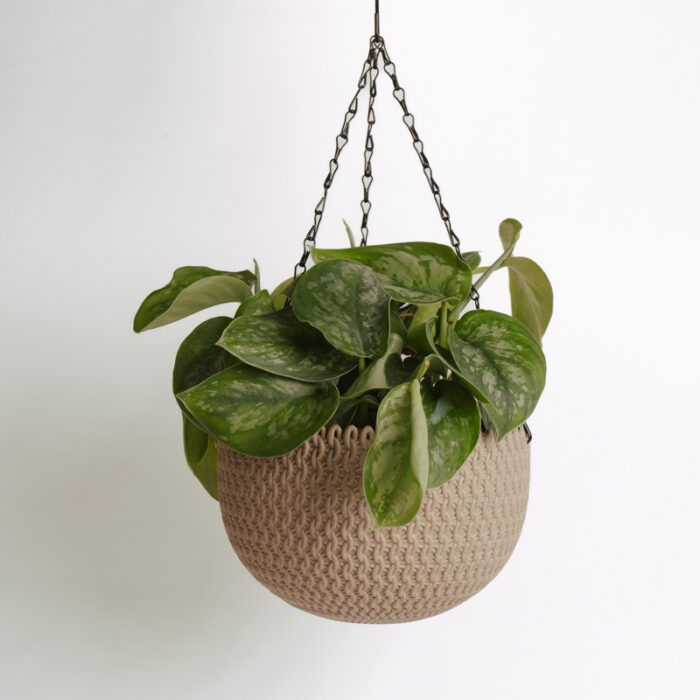 PLANTS- SET-01 266 DSCF5164 PLANTS- SET-01 266 DSCF5164