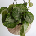 PLANTS- SET-01 267 DSCF5169