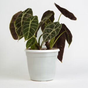 Alocasia - black velvet