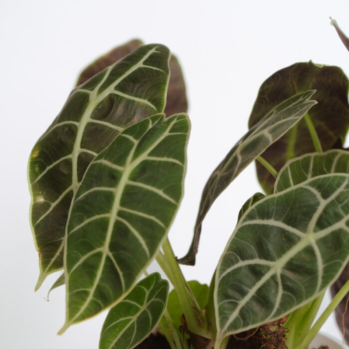 PLANTS- SET-01 295 DSCF5237 PLANTS- SET-01 295 DSCF5237