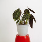 PLANTS- SET-01 296 DSCF5238