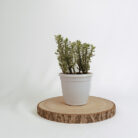 PLANTS- SET-01 298 DSCF5243