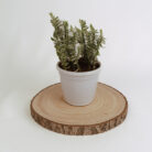 PLANTS- SET-01 299 DSCF5245