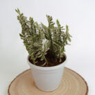 PLANTS- SET-01 300 DSCF5247