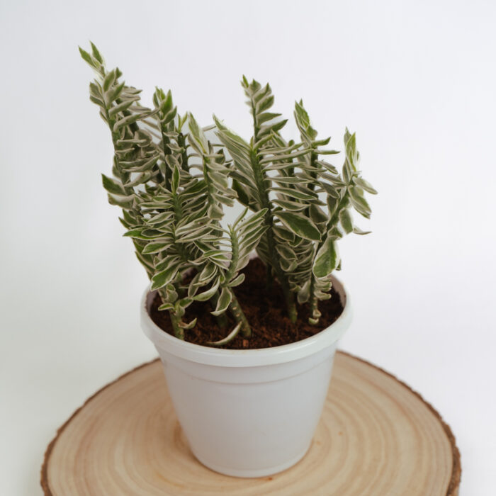 PLANTS- SET-01 300 DSCF5247