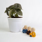 PLANTS- SET-01 310 DSCF5277