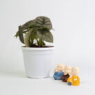 PLANTS- SET-01 311 DSCF5279