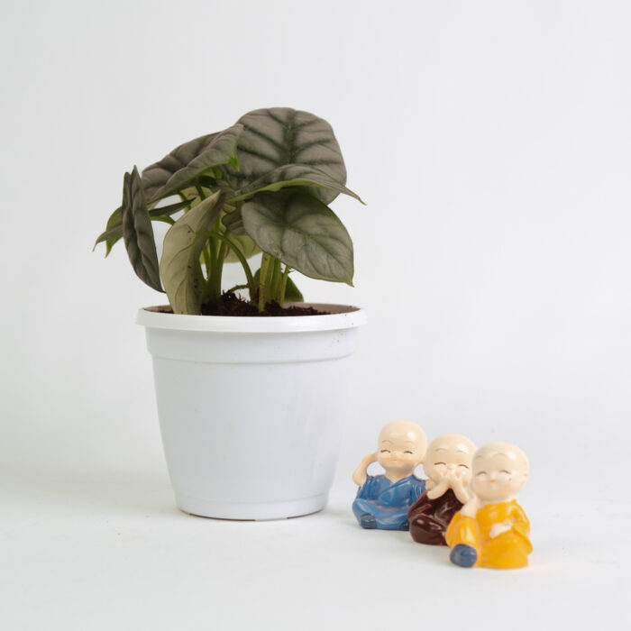 PLANTS- SET-01 311 DSCF5279