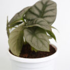 PLANTS- SET-01 312 DSCF5283