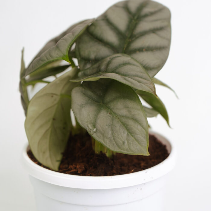 PLANTS- SET-01 312 DSCF5283