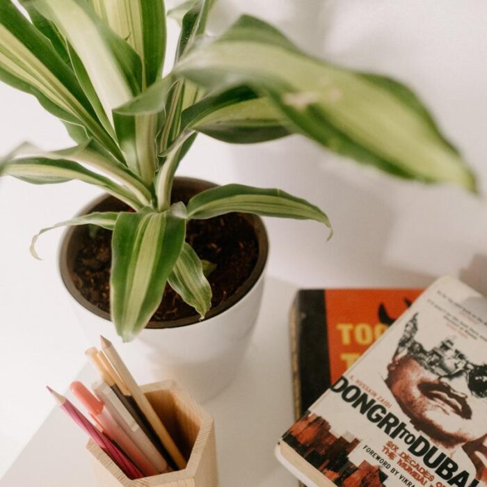 PLANTS- SET-02 002 DSCF0698 PLANTS- SET-02 002 DSCF0698