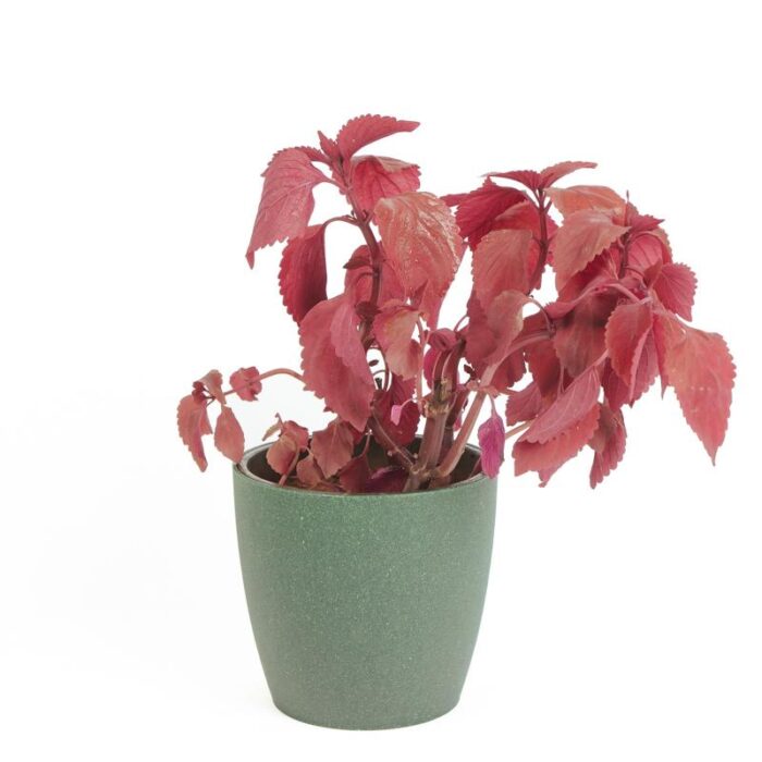 PLANTS- SET-02 016 DSCF0749 PLANTS- SET-02 016 DSCF0749