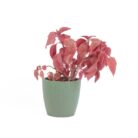 PLANTS- SET-02 017 DSCF0753