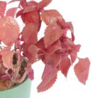 PLANTS- SET-02 018 DSCF0757