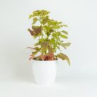 PLANTS- SET-02 019 DSCF0759