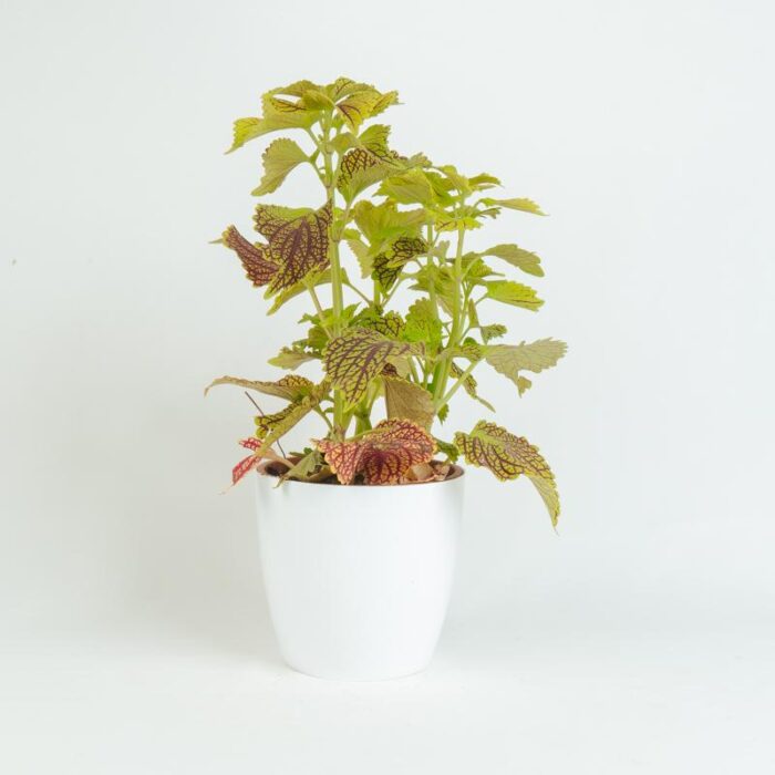 PLANTS- SET-02 019 DSCF0759 PLANTS- SET-02 019 DSCF0759